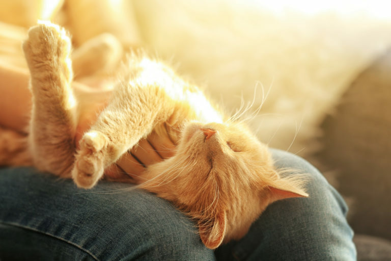 gato fofinho no colo do seu dono adotar gatos adultos