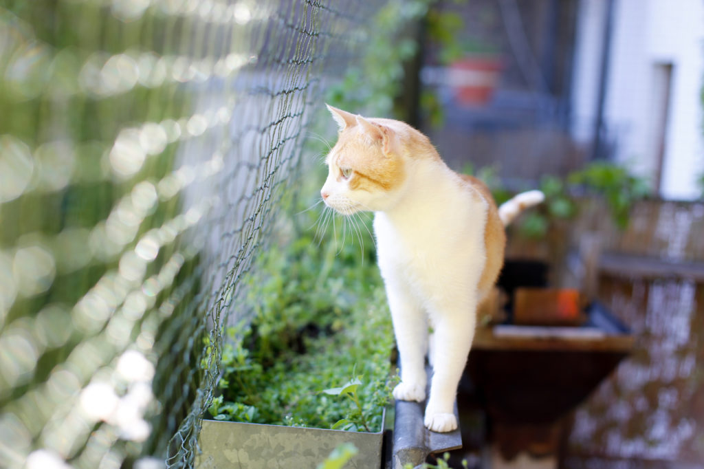 gato no jardim Tornar a varanda segura para gatos: Os gatos podem passear