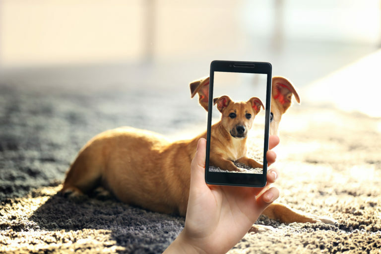 tirar fotos a cães