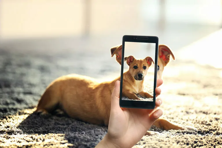 tirar fotos a cães tirar fotos a cães