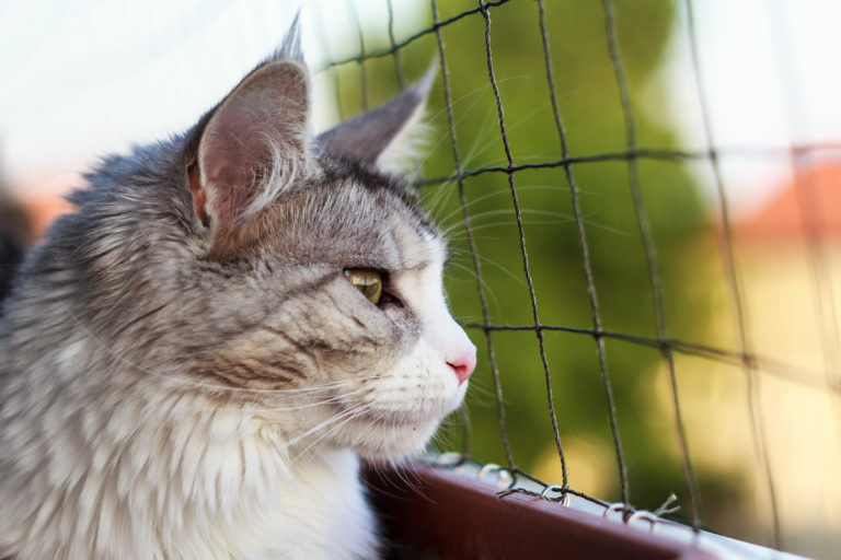 Tornar a varanda segura para gatos: use uma rede de proteção