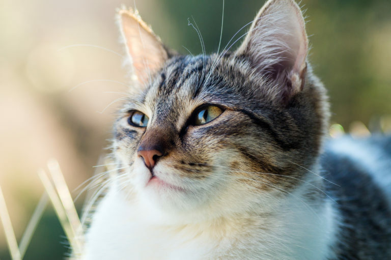 Gato deitado com as orelhas em pé. A capacidade de audição dos gatos é muito superior à nossa.