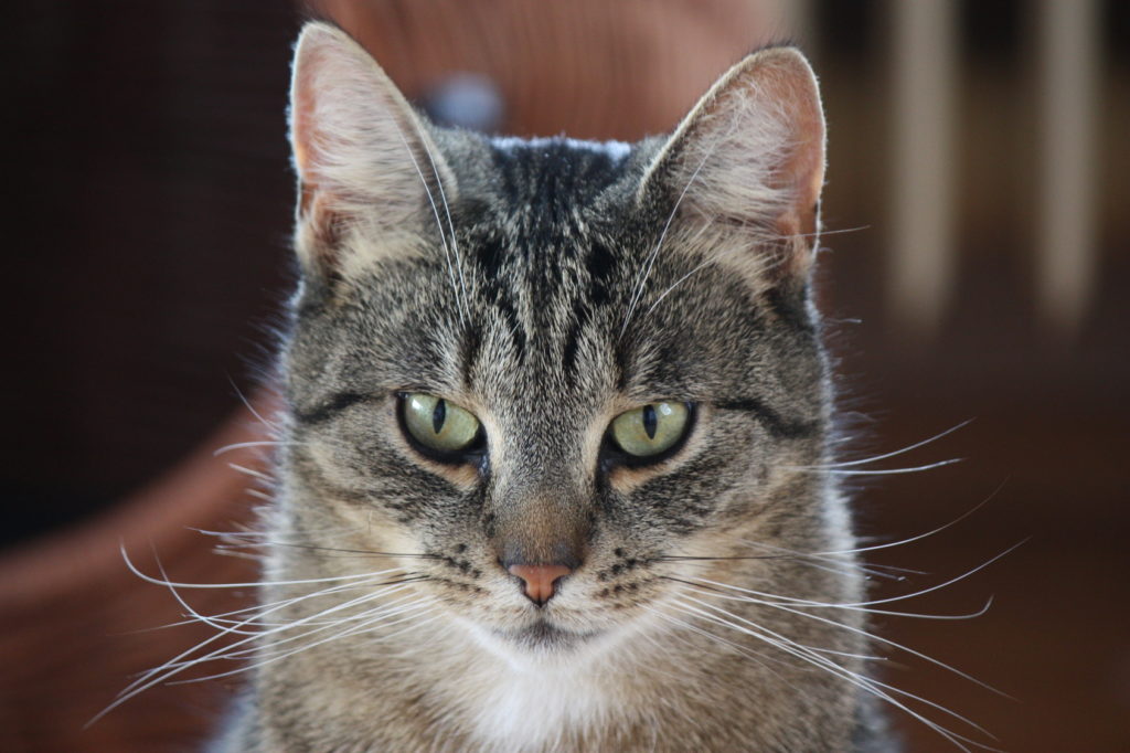 Gato a olhar em frente com as orelhas em pé.