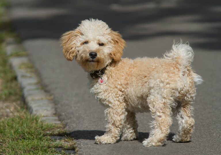 cavapoo creme