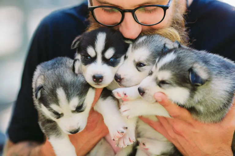 comprar cachorros