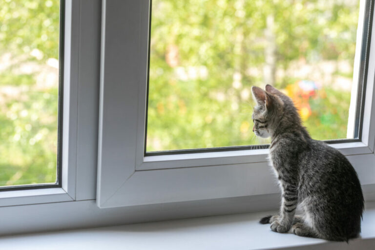 coronavírus nos gatos Coronavírus dos gatos: saiba mais sobre este tema