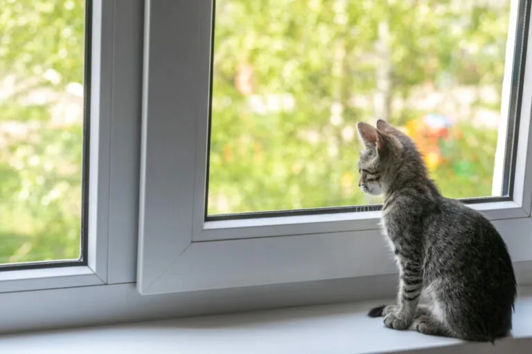 coronavírus nos gatos Coronavírus dos gatos: saiba mais sobre este tema