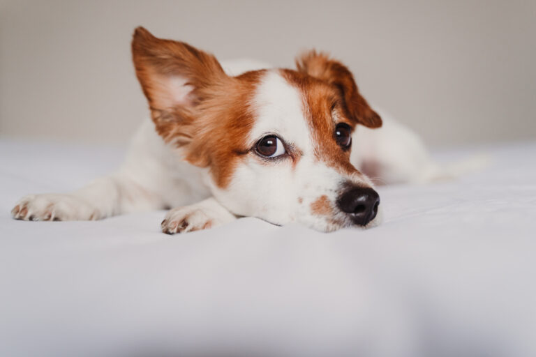 jack russel coronavírus