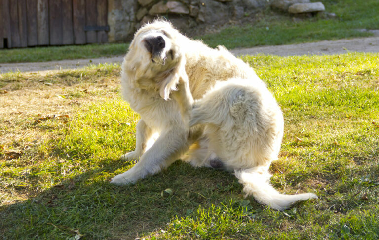 dermatite atópica em cães dermatite atópica em cães