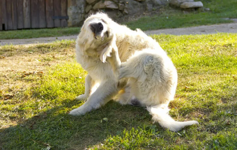 dermatite atópica em cães dermatite atópica em cães
