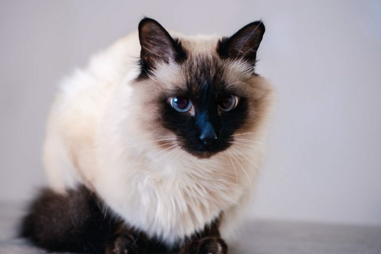gato balinês gato balinês
