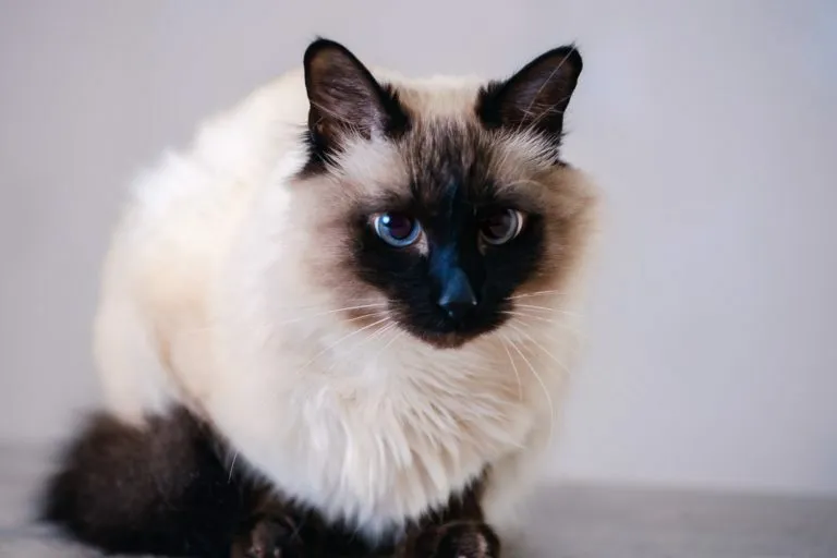 gato balinês gato balinês