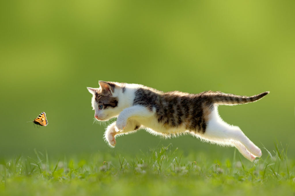 gato-caca-borboleta