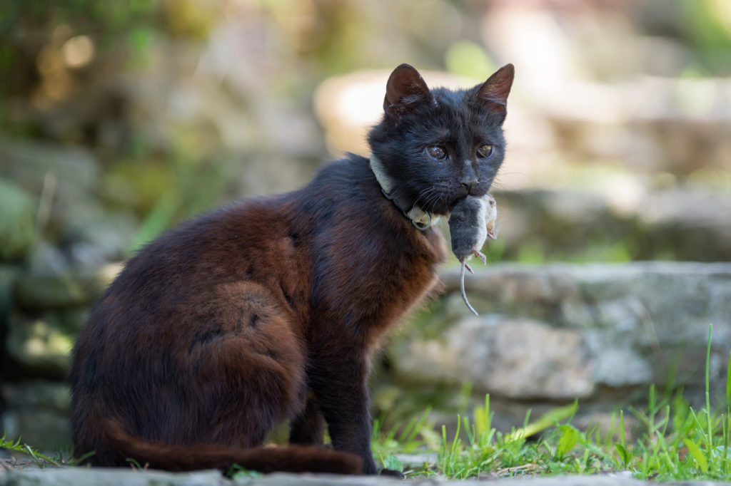 gato-com-rato