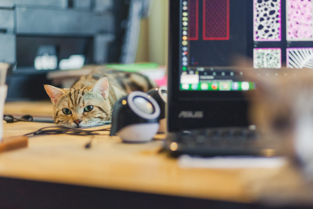 gato giro