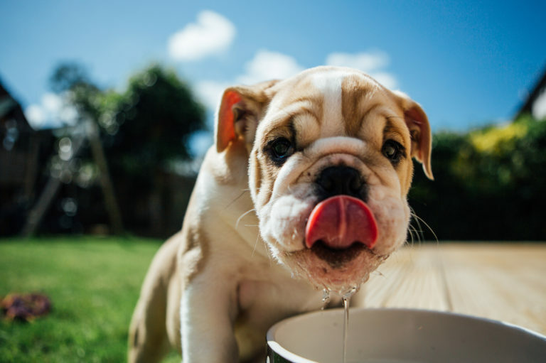 Cão branco a beber água de um bebedouro ao ar livre. A insolação nos cães pode ser fatal.