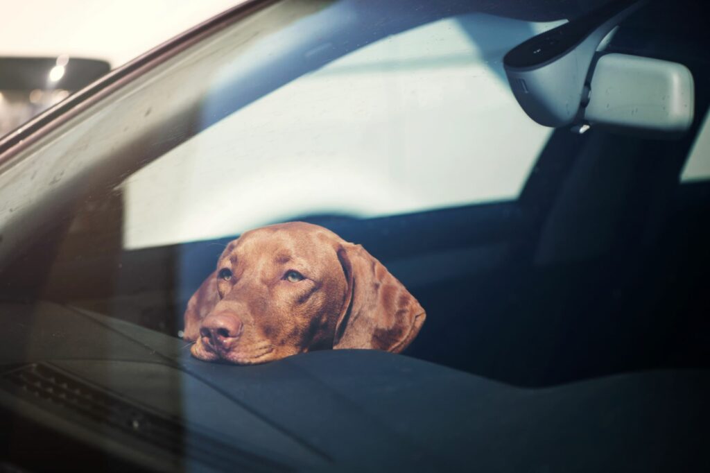 Cão castanho dentro de um carro. Permanecer no carro ao sol é uma das principais causas de insolação nos cães