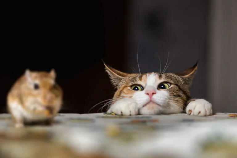 instinto-caca-gatos instinto-caca-gatos