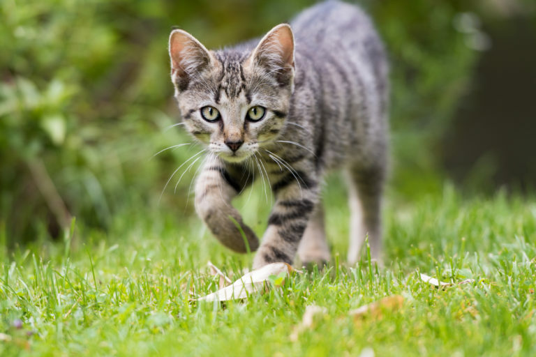 jardim-para-gatos