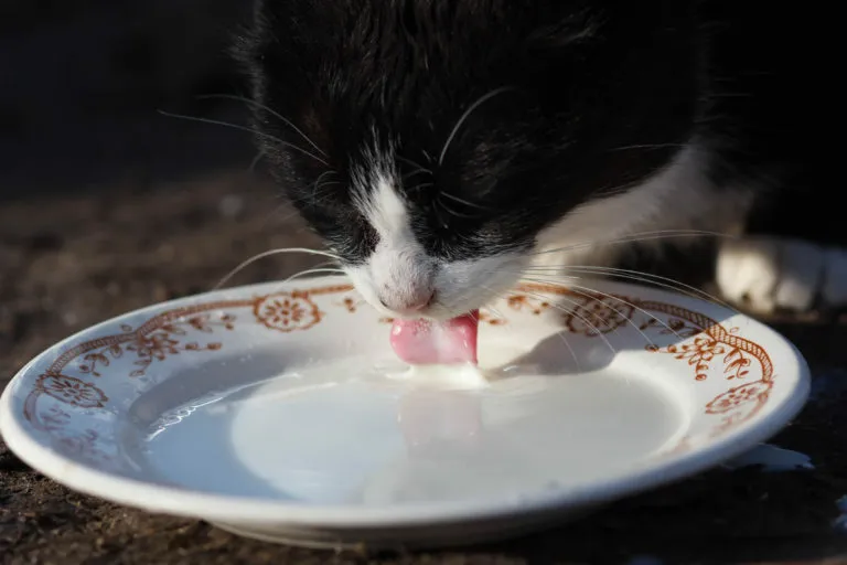 leite para gatos leite para gatos