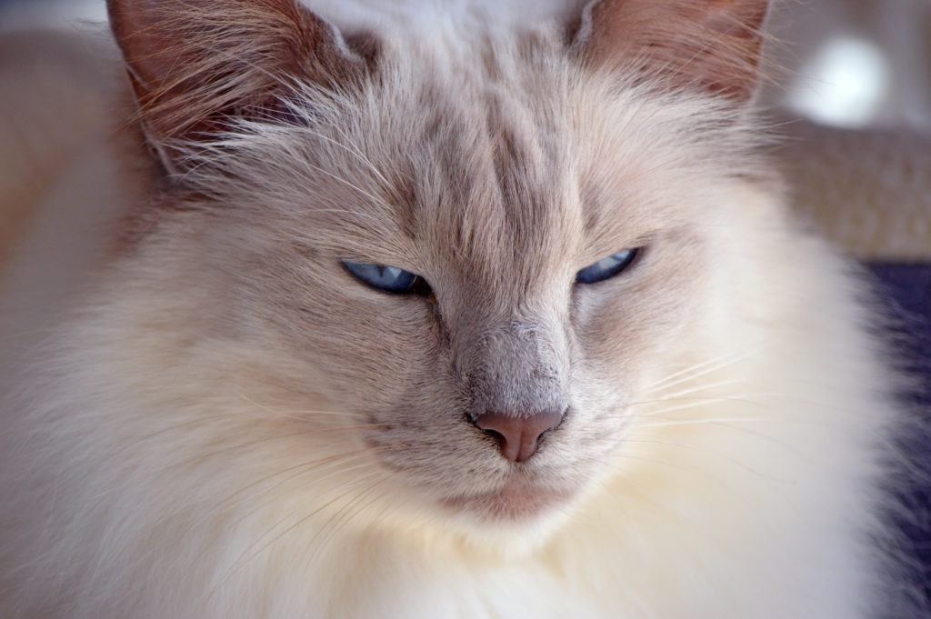 Lilac Point gato balinês