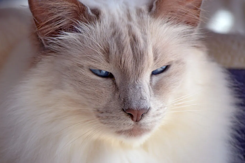 Lilac Point gato balinês