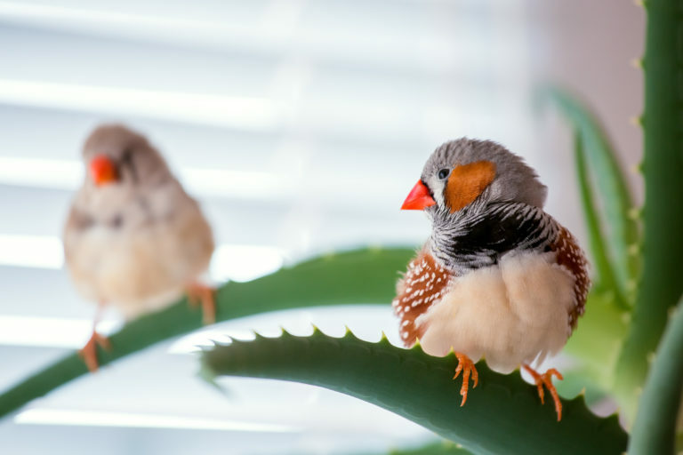 mandarins mandarins