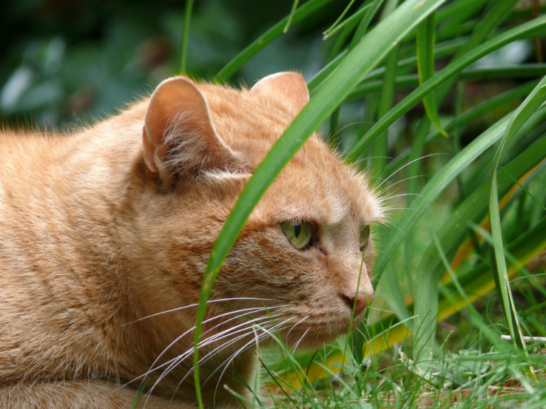 plantas-gatos