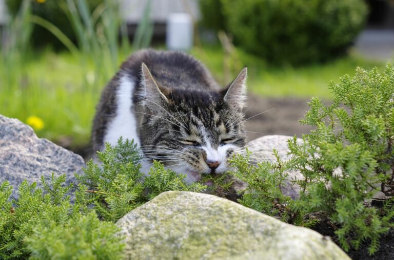 Plamtas tóxicas para gatos: existem várias plantas comuns que são tóxicas para os gatos