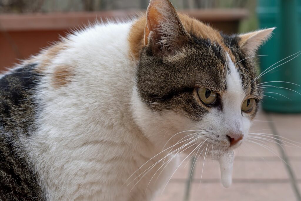 Plantas tóxicas para gatos: Se o seu gato está a salivar demais ou se vomitou é possível que tenha comido algo tóxico, por isso deve levá-lo imediatamente ao veterinário.