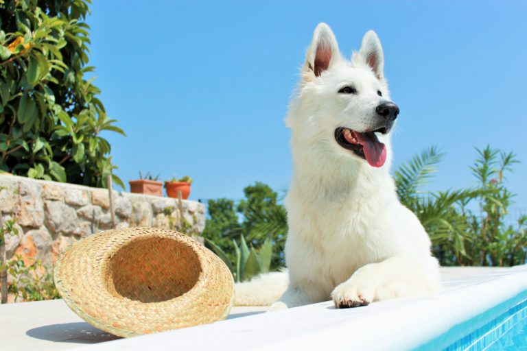 Queimaduras solares nos cães podem ser graves, por isso devemos proteger os nossos cães nos dias de sol intenso