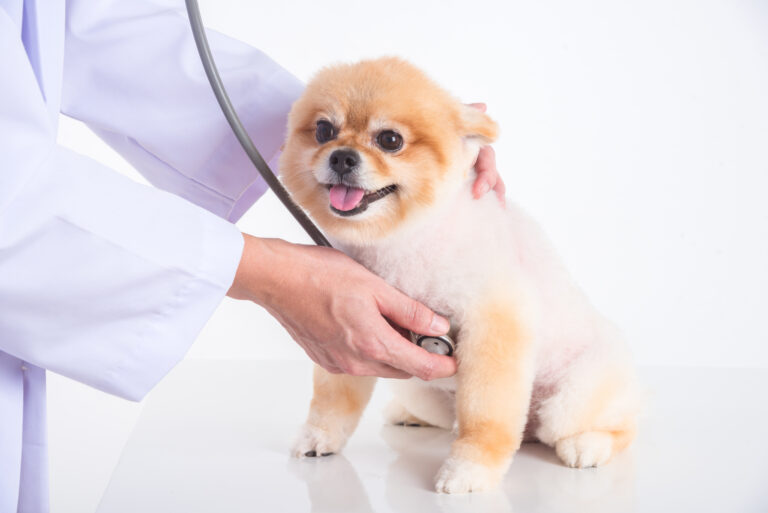 veterinarian hands checking pomeranian dog by stethoscope in vet clinic