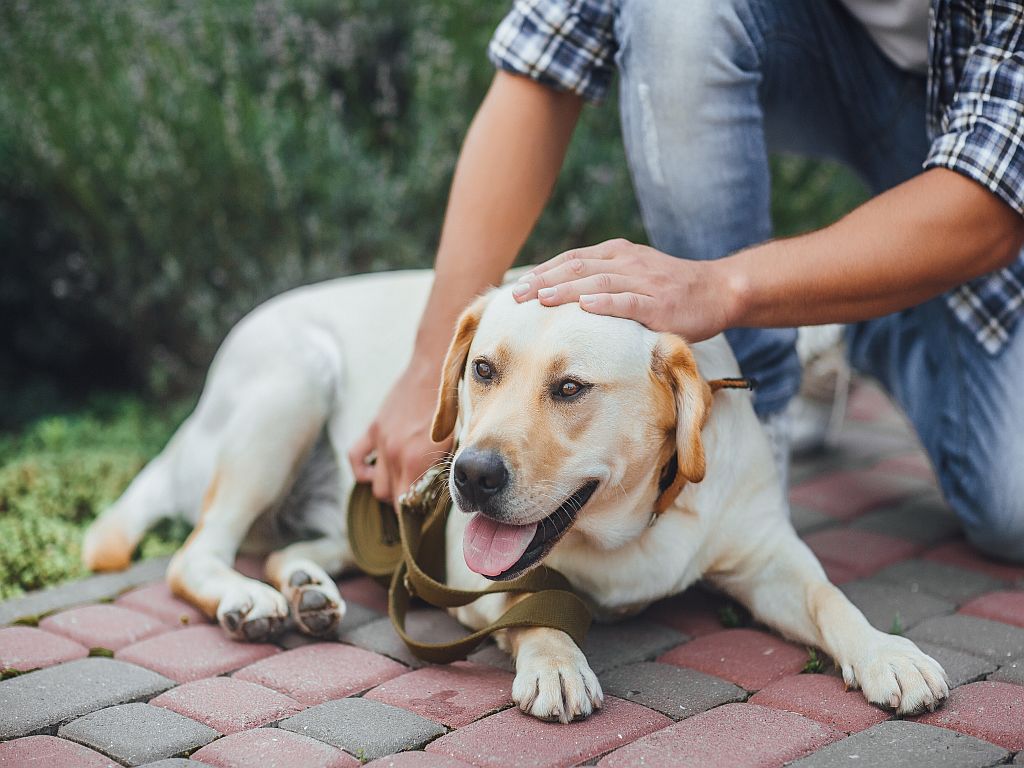 labrador retriever deitado no jardim. A tosse associada à doença cardíaca surge após esforços físicos