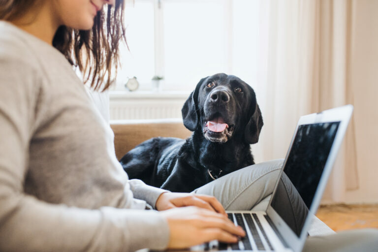 trabalhar em casa com um cão