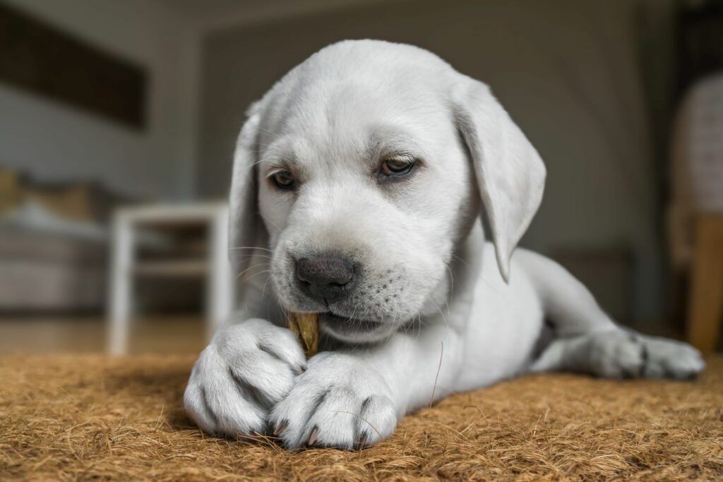 comida para cachorros: Cuidado com as guloseimas