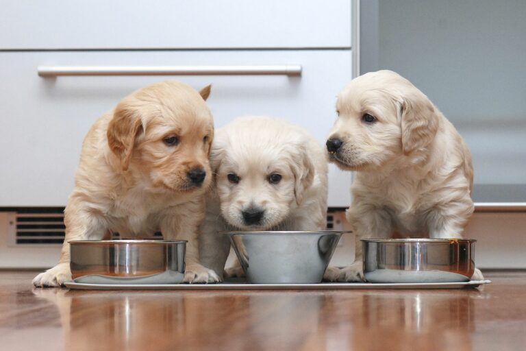Comida para cachorros: Uma alimentação adequada é extremamente importante para um bom desenvolvimento dos cachorros