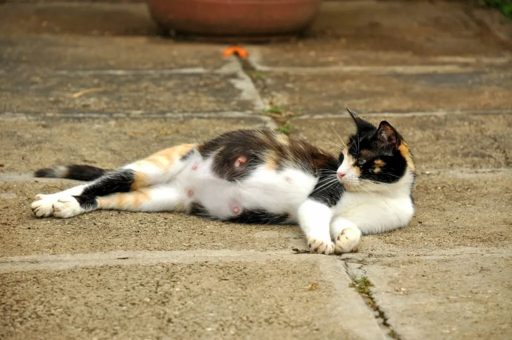 Gata grávida Nasciemnto de gatinhos