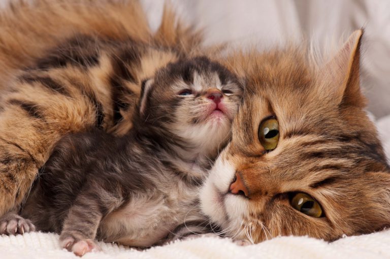 Nascimento de gatinhos