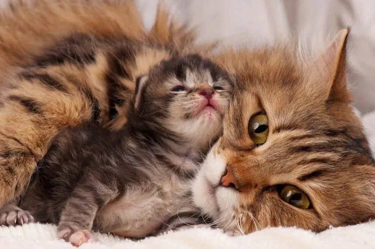 Gatinho aninhado na mãe Nascimento de gatinhos