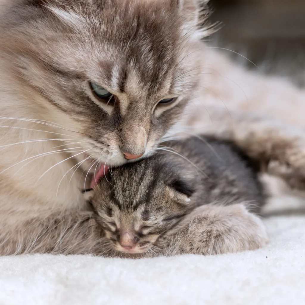 Nascimento de gatinhos: a mãe dá banho ao seu bebé Nascimento de gatinhos