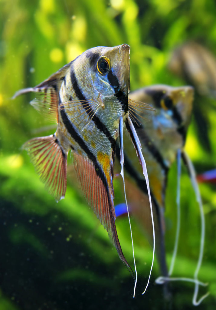 Pterophyllum scalare