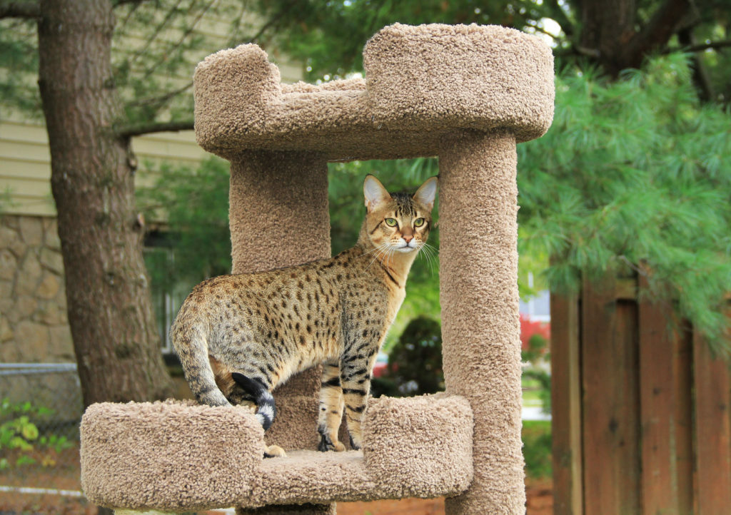 arranhador-gato-savannah