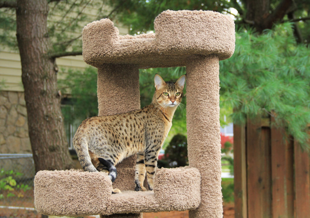 arranhador-gato-savannah