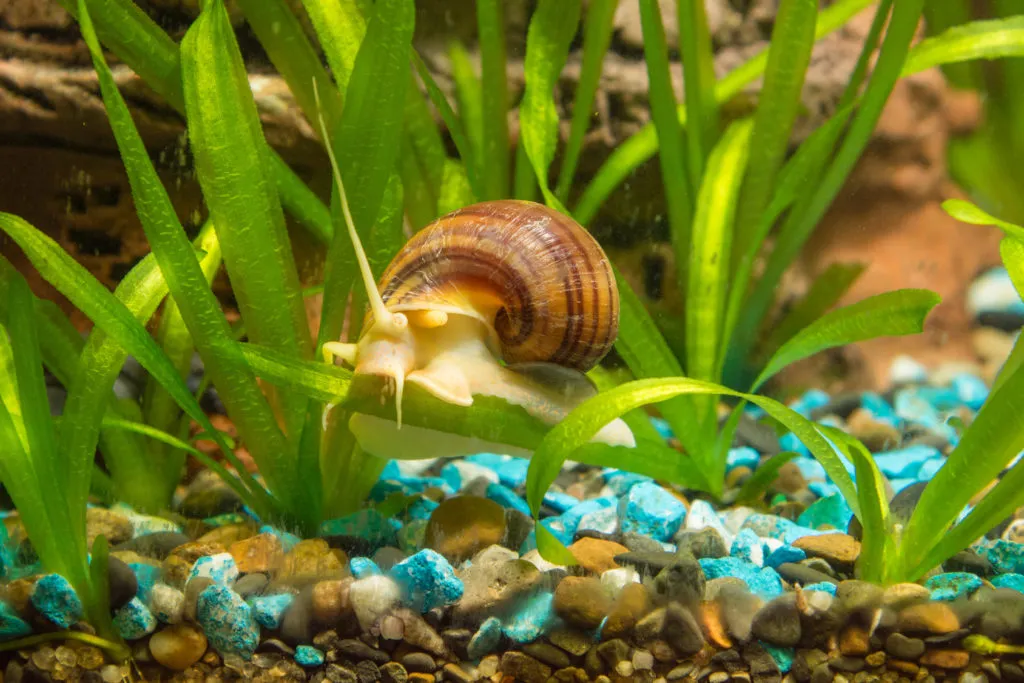 caracol-maca