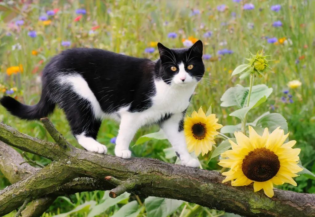 caracteristicas-gato-europeu