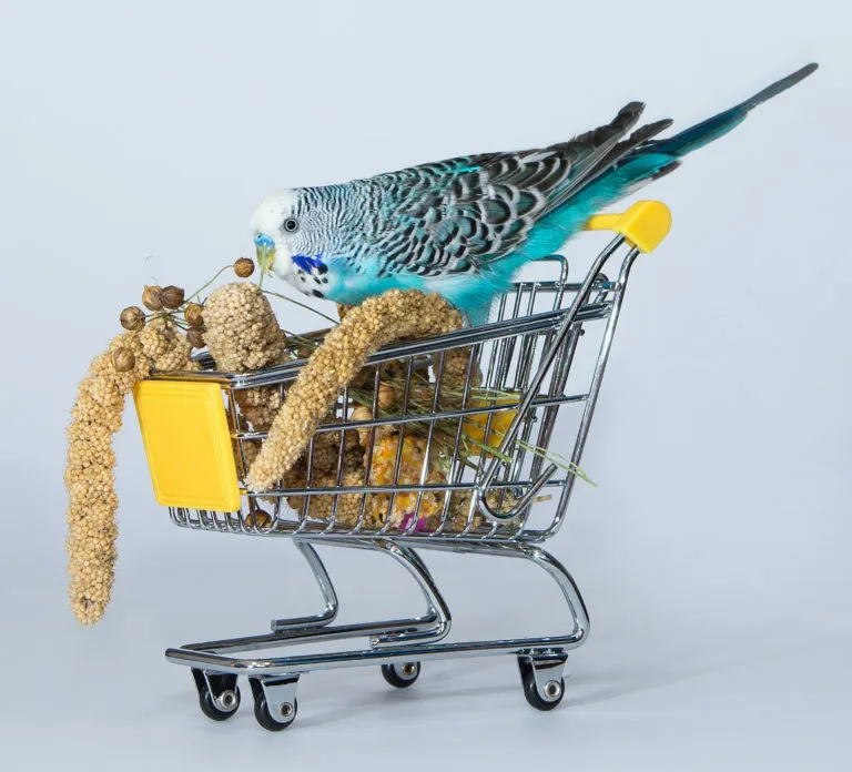 comida-periquito-australiano