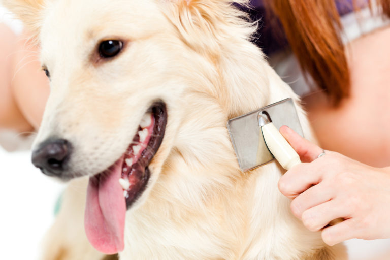 Cuidados com o pelo: Golden retriever a ser escovado.