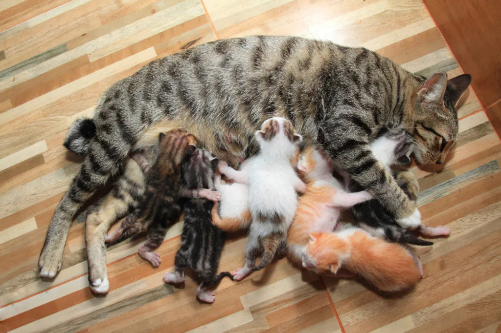 Gatinhos a mamar na mãe após o nascimento Nascimento de gatinhos