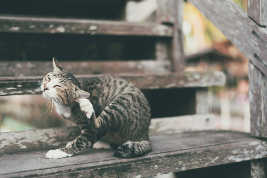 gato-a-cocar