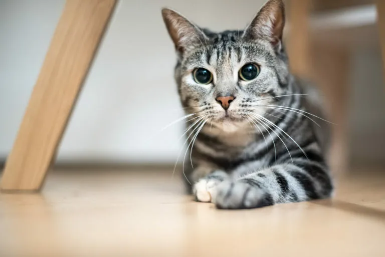gato-europeu gato-europeu